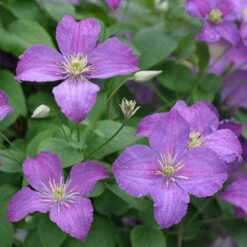 Jolly Goodâ„¢ Clematis