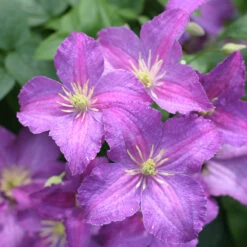 Jolly Good™ Clematis 8 Jolly Good™ Clematis -Garden Plants Store 859 4168 popup