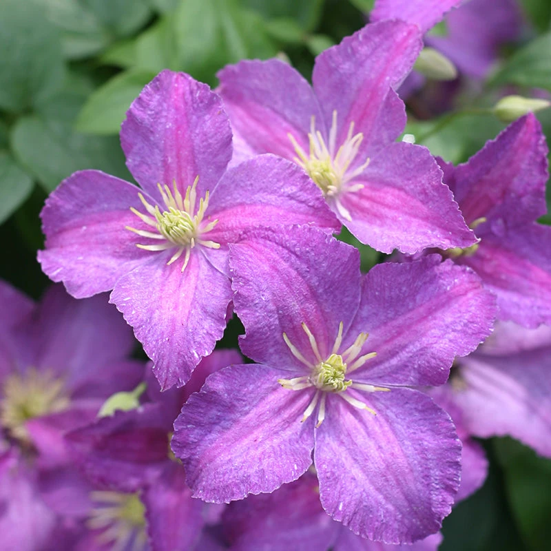 Jolly Good™ Clematis 5 Jolly Good™ Clematis - Image 3