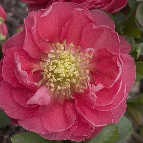 Double Take Pink™ Flowering Quince 3 Double Take Pink™ Flowering Quince