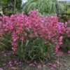 Bejeweled™ 'Pink Pearls' Beardtongue 1 Bejeweled™ 'Pink Pearls' Beardtongue -Garden Plants Store 86ab5b04e30cfb7a5eb41a18dff679f4