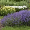 Munstead Lavender -Garden Plants Store 87c4869f4eaed8ac2ca72325c17d3f89
