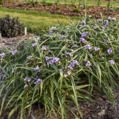 'Webmaster' Spiderwort 8 'Webmaster' Spiderwort -Garden Plants Store 88705ec5361d203d455270bdb04ad016