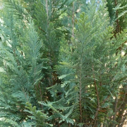 Pinpoint® Blue False Cypress -Garden Plants Store 896 4157 popup