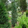 Pinpoint® Blue False Cypress 2 Pinpoint® Blue False Cypress -Garden Plants Store 896 4161 popup