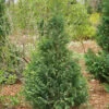 Pinpoint® Blue & Gold False Cypress -Garden Plants Store 897 4175 popup