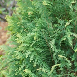 Pinpoint® Blue & Gold False Cypress -Garden Plants Store 897 4177 popup