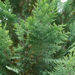 Pinpoint® Blue & Gold False Cypress -Garden Plants Store 897 4178 popup
