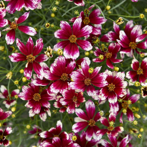 Designer Threads™ 'Heartstrings' Tickseed 4 Designer Threads™ 'Heartstrings' Tickseed - Image 2