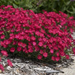 'Paint The Town Red' Dianthus -Garden Plants Store 8d9e493de68a8bec5e3463796fee61b9