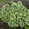 'Mighty Mouse' Hosta 1 'Mighty Mouse' Hosta -Garden Plants Store 935286a1f010f7e6fc1f7f2ff38485cc