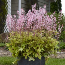 Fun And Games® 'Eye Spy' Foamy Bells 9 Fun And Games® 'Eye Spy' Foamy Bells -Garden Plants Store 940d71b1f49c0350021022dffb82a293