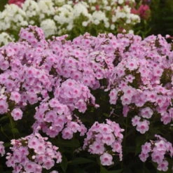 Luminary™ 'Opalescence' Phlox 10 Luminary™ 'Opalescence' Phlox -Garden Plants Store 97eb822f201cd96f5088c7eb4d264472