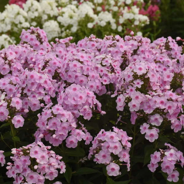 Luminary™ 'Opalescence' Phlox 6 Luminary™ 'Opalescence' Phlox - Image 4