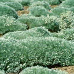 'Silver Mound' Wormwood 11 'Silver Mound' Wormwood -Garden Plants Store 9bb0c9995610c5c6de695656faef4ad1