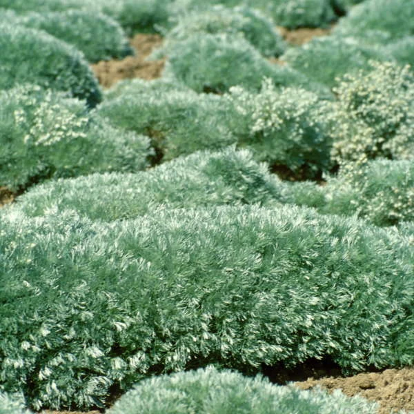 'Silver Mound' Wormwood 7 'Silver Mound' Wormwood - Image 5