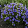 'Rapido Blue' Bellflower -Garden Plants Store 9fe0c9738cbf2c29f539b1fd1be70ecf