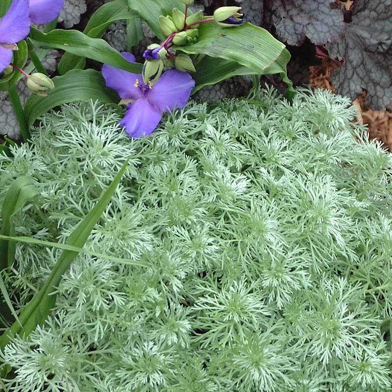 'Silver Mound' Wormwood 4 'Silver Mound' Wormwood - Image 2