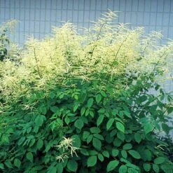 Goatsbeard -Garden Plants Store ARUDI1Q 1 sw