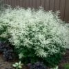 Goatsbeard -Garden Plants Store ARUDI1Q 3 sw