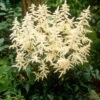 White Astilbe 1 White Astilbe -Garden Plants Store ASTWH1Q 1