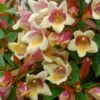 Sunny Anniversary® Abelia -Garden Plants Store Abelia Sunny Anniversary 1 P