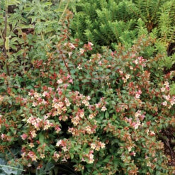 Sunny Anniversary® Abelia -Garden Plants Store Abelia Sunny Anniversary 3 P