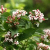 Sweet Emotion® Abelia 1 Sweet Emotion® Abelia -Garden Plants Store Abelia Sweet Emotion 1 P