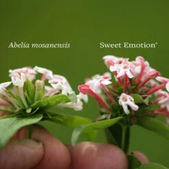 Sweet Emotion® Abelia 10 Sweet Emotion® Abelia -Garden Plants Store Abelia Sweet Emotion 4 P