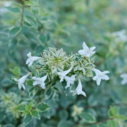 Mucho Gusto™ Abelia 8 Mucho Gusto™ Abelia -Garden Plants Store AbeliaMuchoGustoP1218145 1080x1080 42faef0