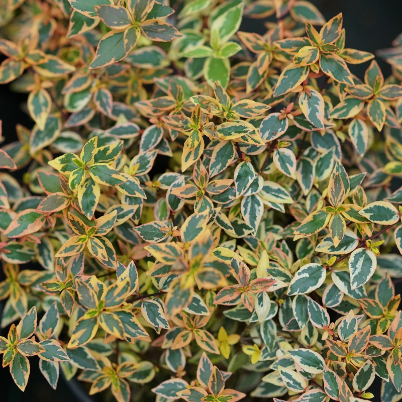 Tres Amigos™ Abelia 4 Tres Amigos™ Abelia - Image 2