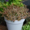 Tres Amigos™ Abelia 1 Tres Amigos™ Abelia -Garden Plants Store AbeliaTresAmigosDSC07011 800x800 22739ae