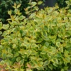 Brilliantina™ Abelia 2 Brilliantina™ Abelia -Garden Plants Store Abelia Brilliantina DSC09704 1080x1080 a33aeef