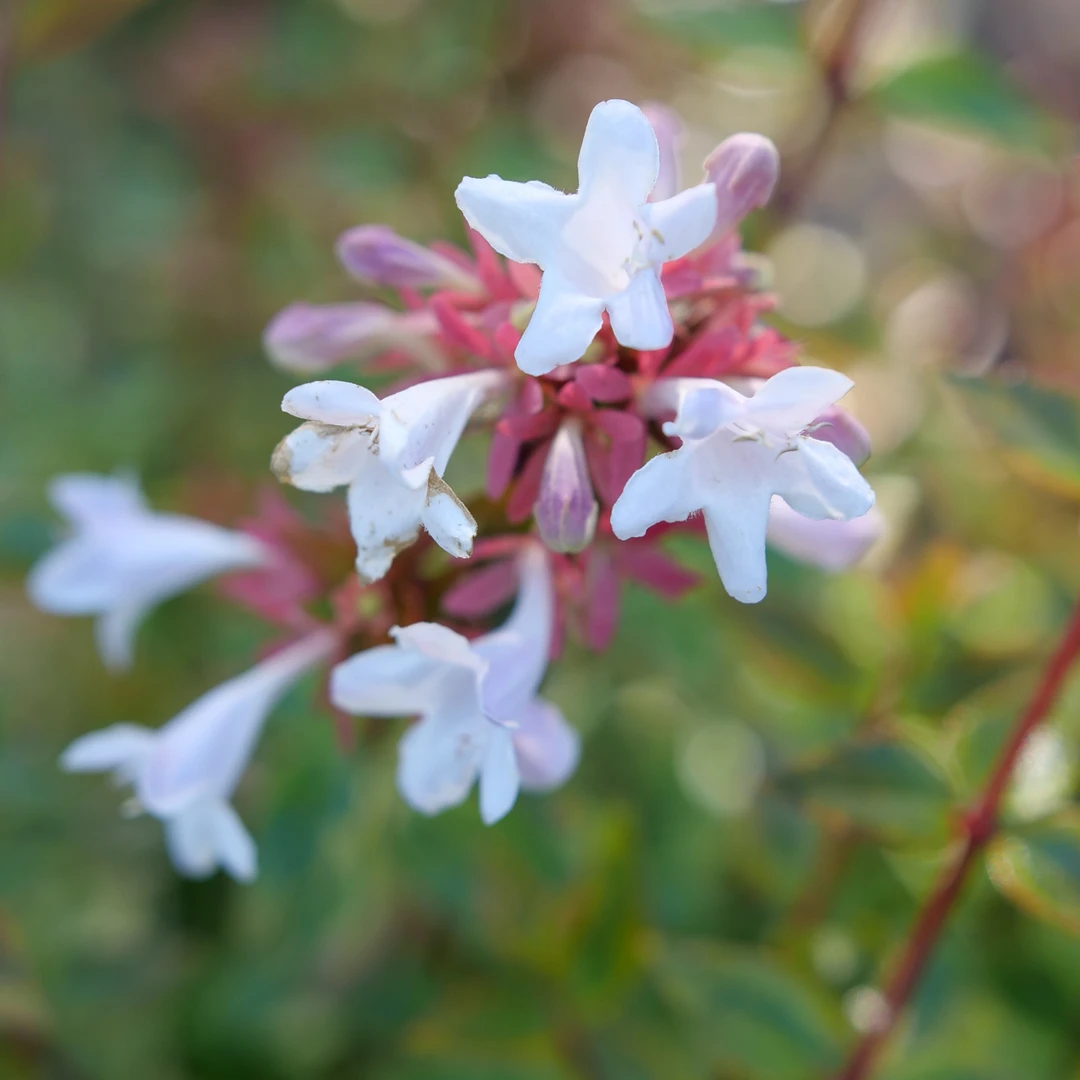 Brilliantina™ Abelia 6 Brilliantina™ Abelia - Image 4
