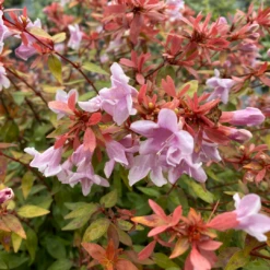 Poco Loco™ Abelia 9 Poco Loco™ Abelia -Garden Plants Store Abelia Poco Loco IMG 3084 1080x1080 1733381