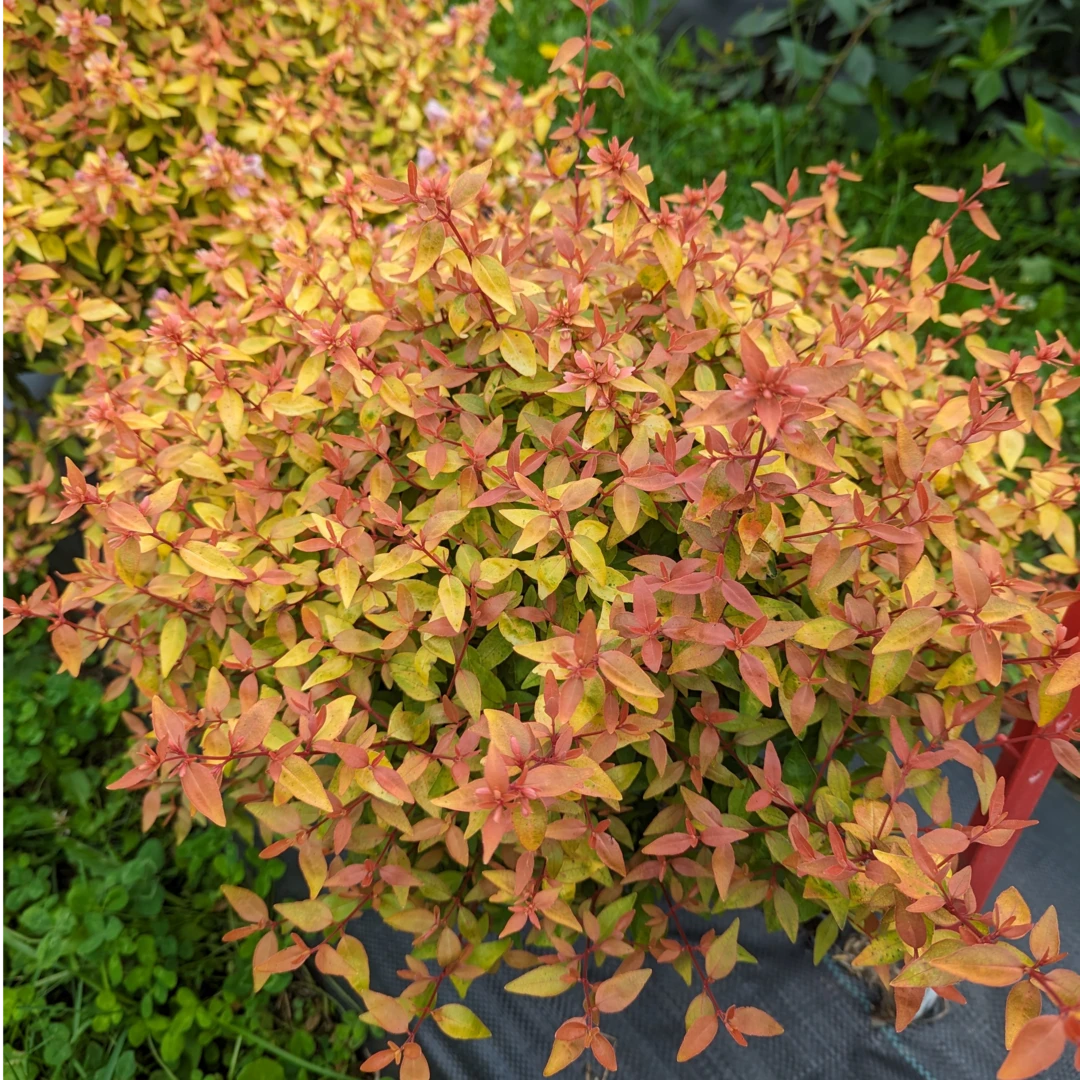 Poco Loco™ Abelia 4 Poco Loco™ Abelia - Image 2