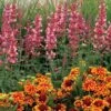 Kudos™ Ambrosia Hummingbird Mint 2 Kudos™ Ambrosia Hummingbird Mint -Garden Plants Store Agastache Kudos Ambrosia 2