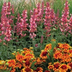 Kudosâ„¢ Ambrosia Hummingbird Mint