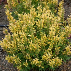 Poquito™ Butter Yellow Hummingbird Mint -Garden Plants Store Agastache Poquito Butter Yellow 3 P