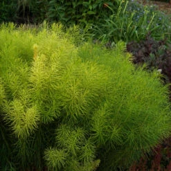 Threadleaf Bluestar -Garden Plants Store Amsonia hubrichtii foliage june