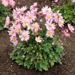 Satin Doll™ 'Glow' Japanese Anemone -Garden Plants Store Anemone Satin Doll Glow 1 400x400 1