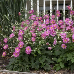 Fall In Loveâ„¢ 'Sweetly' Japanese Anemone