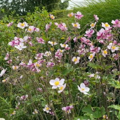 'Robustissima' Japanese Anemone -Garden Plants Store Anemonerobustissima 210812gbo006