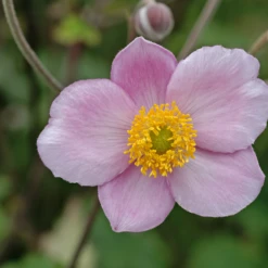 'Robustissima' Japanese Anemone -Garden Plants Store AnemonetomentosaRobustissima 080828gbv041