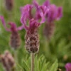 Anouk Deep Rose Spanish Lavender 2 Anouk Deep Rose Spanish Lavender -Garden Plants Store Anouk deep rose 2