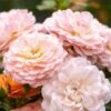 Apricot Drift® Rose 1 Apricot Drift® Rose -Garden Plants Store ApricotDrift