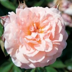 Apricot Drift® Rose 7 Apricot Drift® Rose -Garden Plants Store ApricotDrift 3