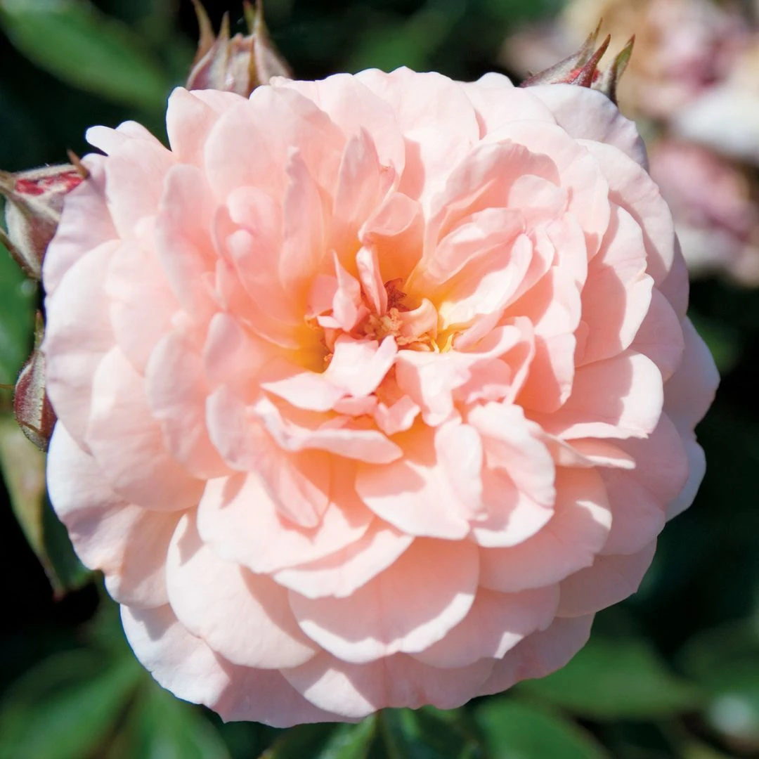 Apricot Drift® Rose 5 Apricot Drift® Rose - Image 3