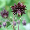 'Black Barlow' Columbine 2 'Black Barlow' Columbine -Garden Plants Store AquilegiavulgarisBlackBarlow 090525gbp001