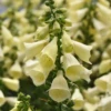 Arctic Fox™ Lemon Cream Foxglove (Digitalis) -Garden Plants Store Arctic Fox Lemon Cream Foxglove Digitalis